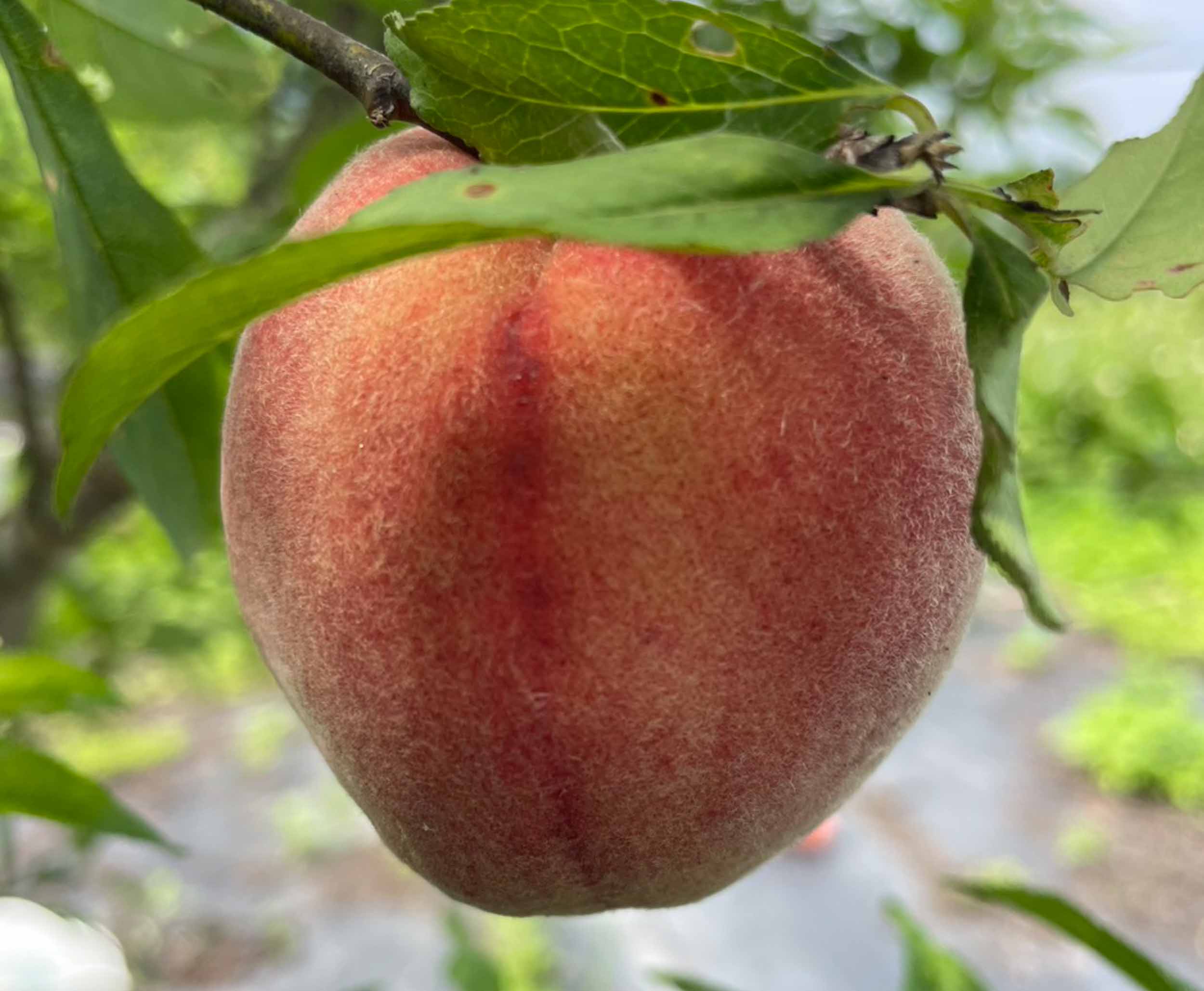 德國鄉村莊園咖啡甜點民宿的民宿照片