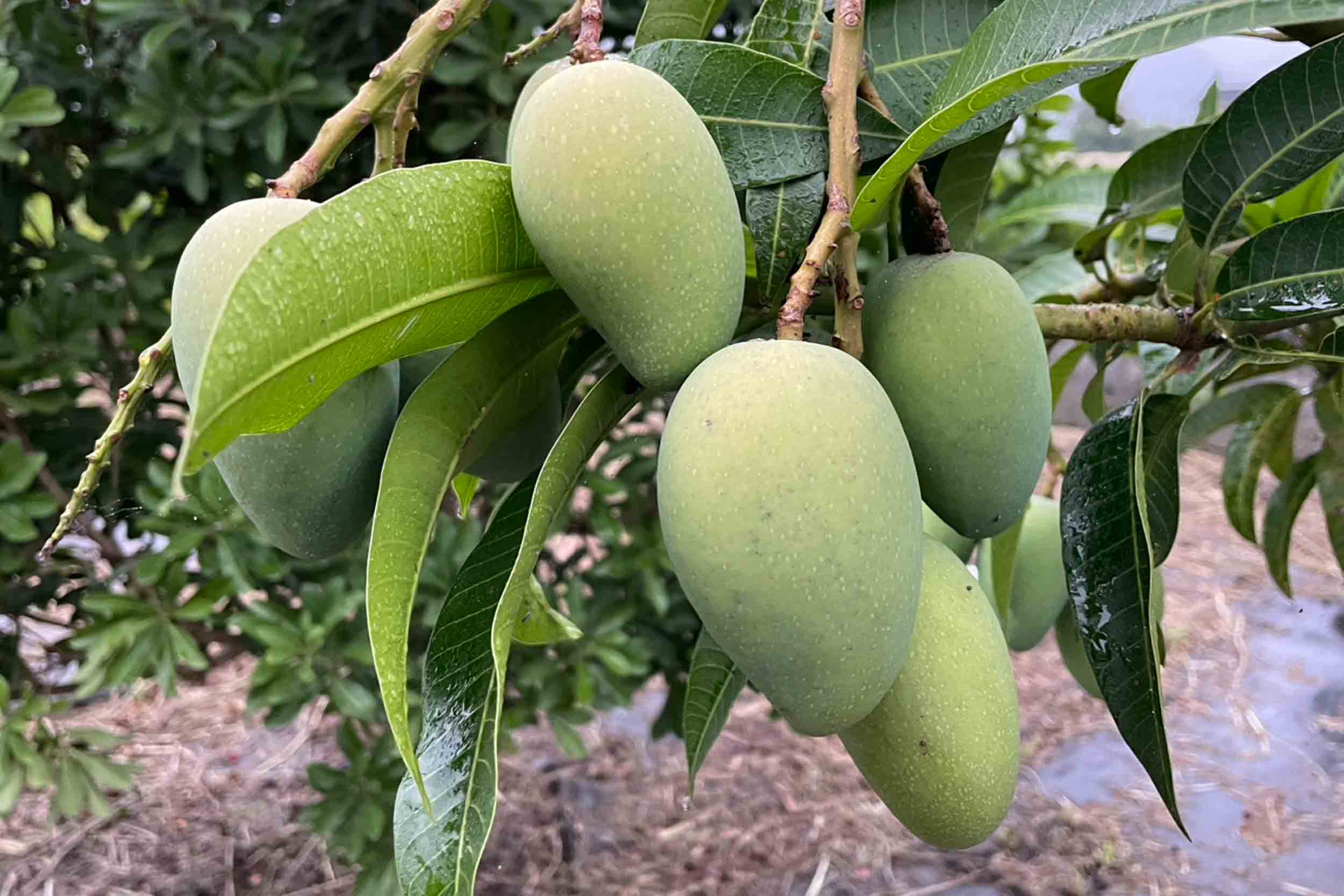 德國鄉村莊園咖啡甜點民宿的民宿照片