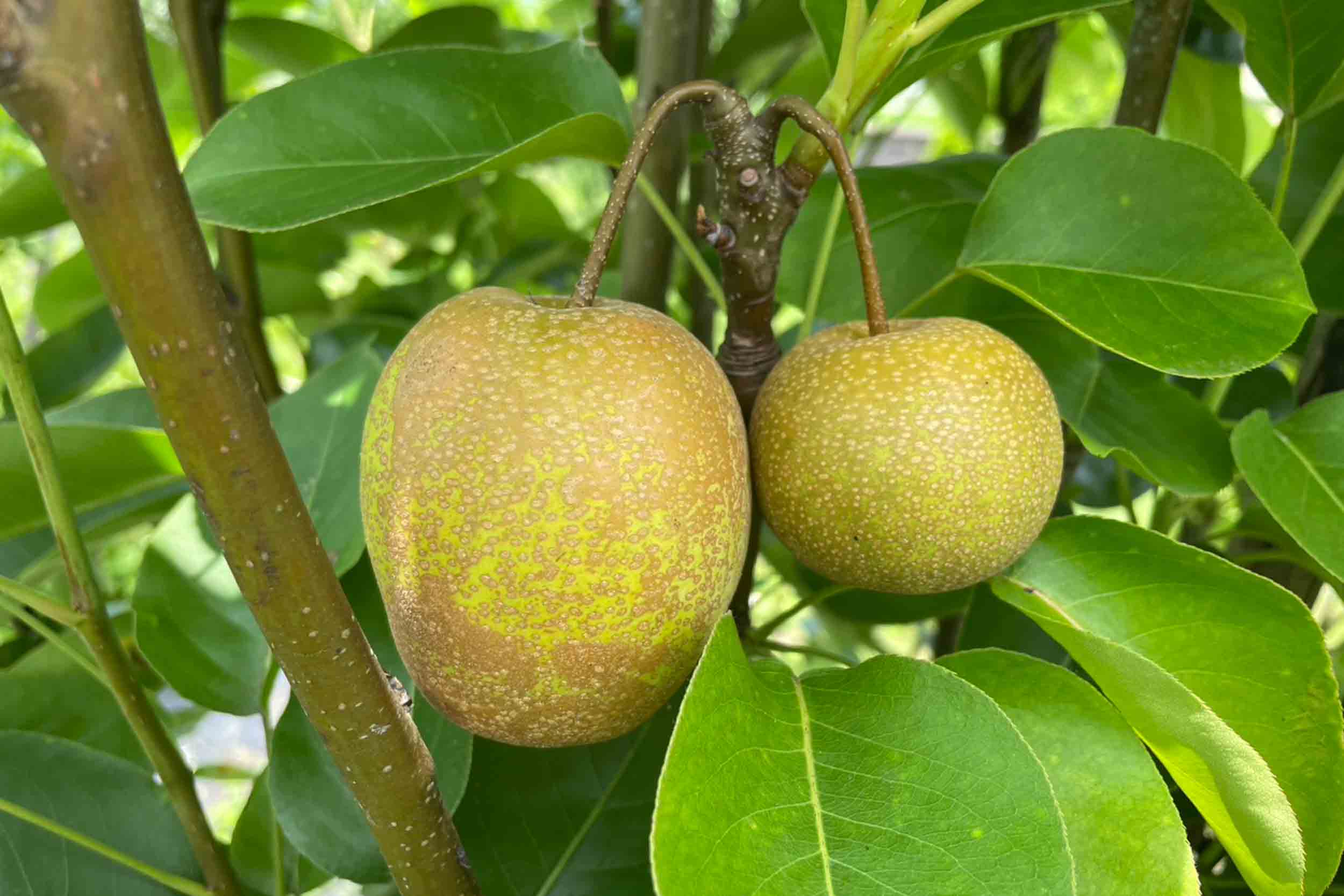 德國鄉村莊園咖啡甜點民宿的民宿照片