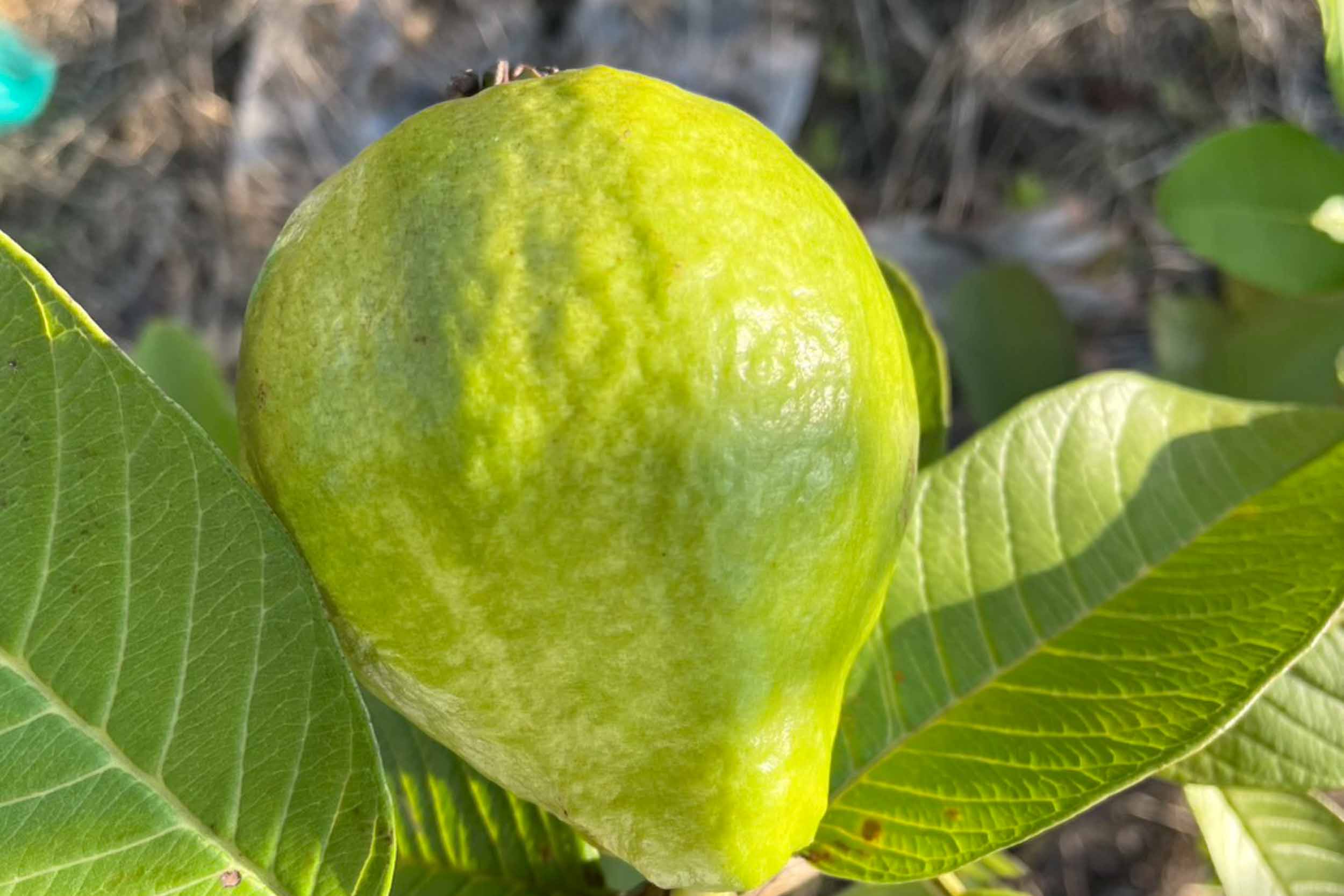 德國鄉村莊園咖啡甜點民宿的民宿照片
