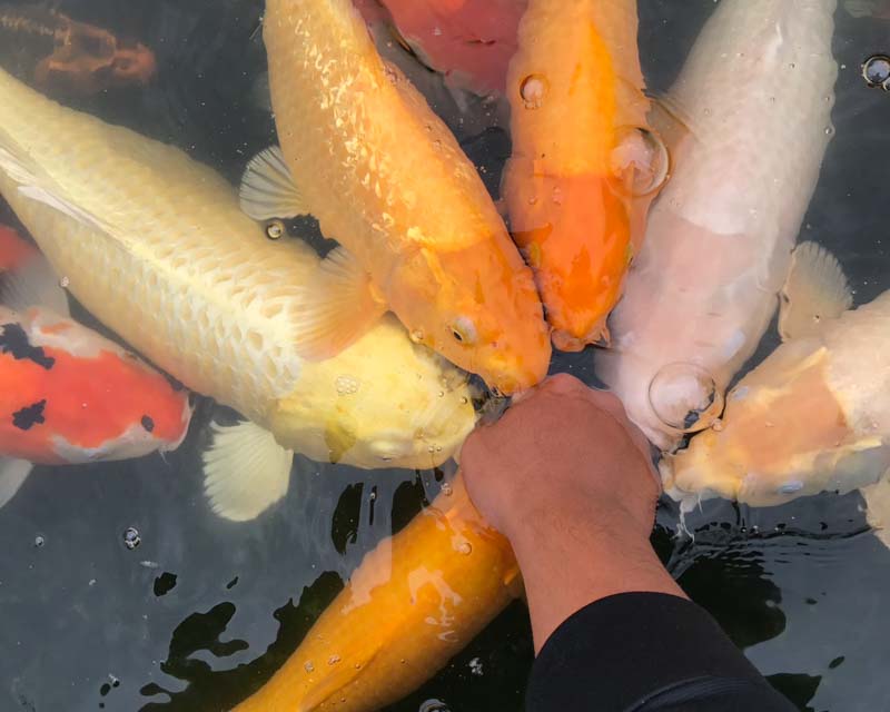 靜羽軒民宿的民宿照片