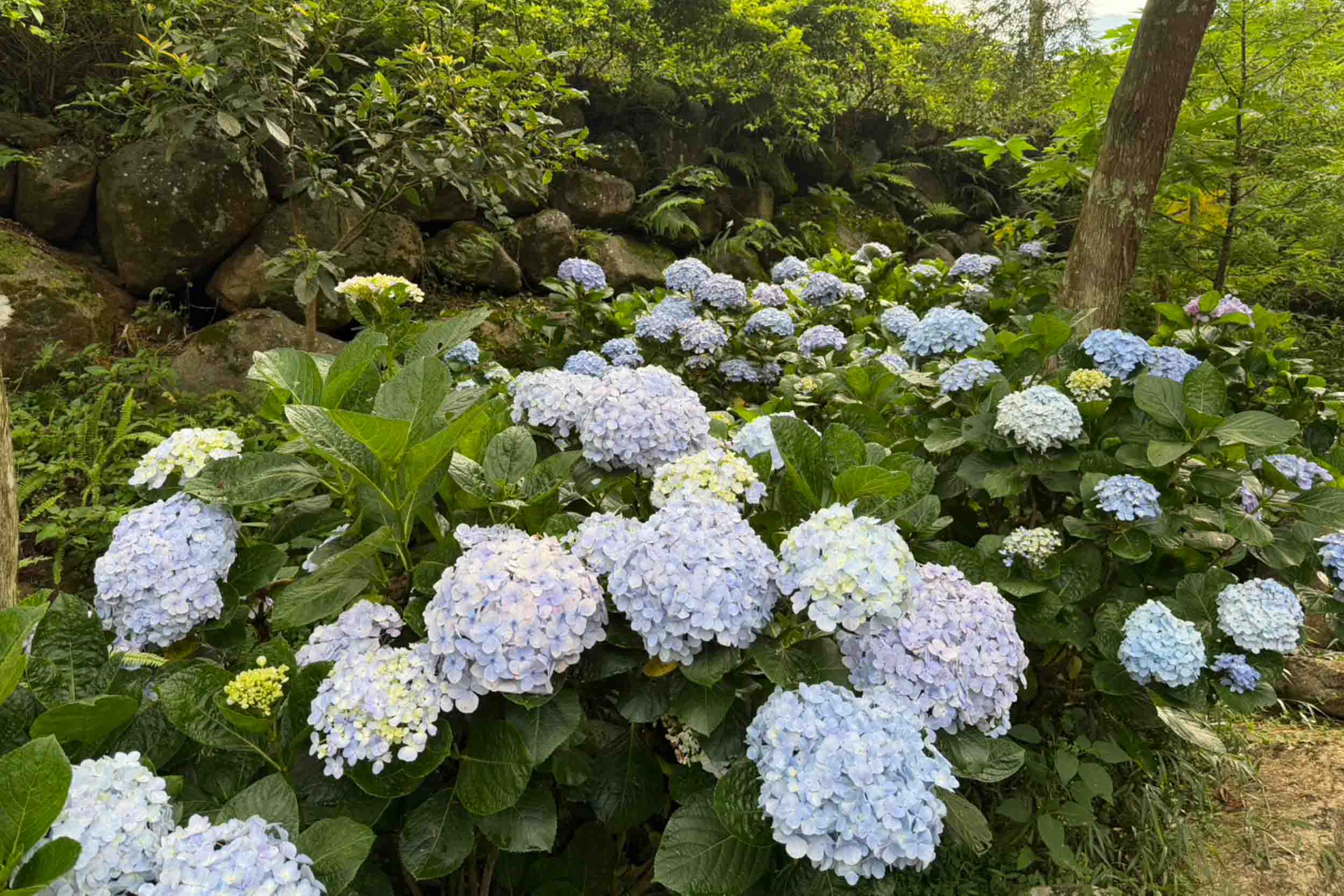 金元寶山莊的民宿照片
