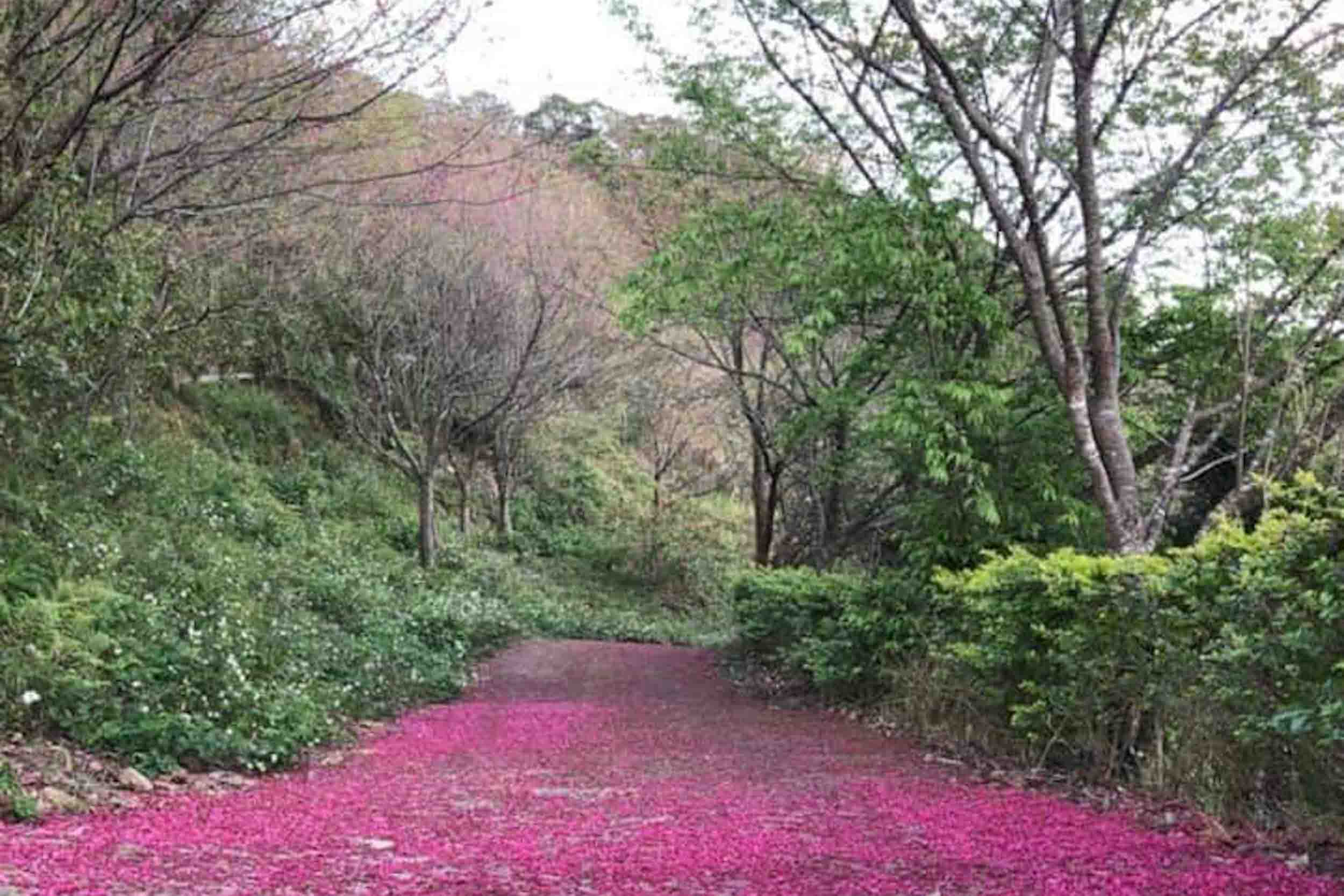 千韻茶山莊的民宿照片