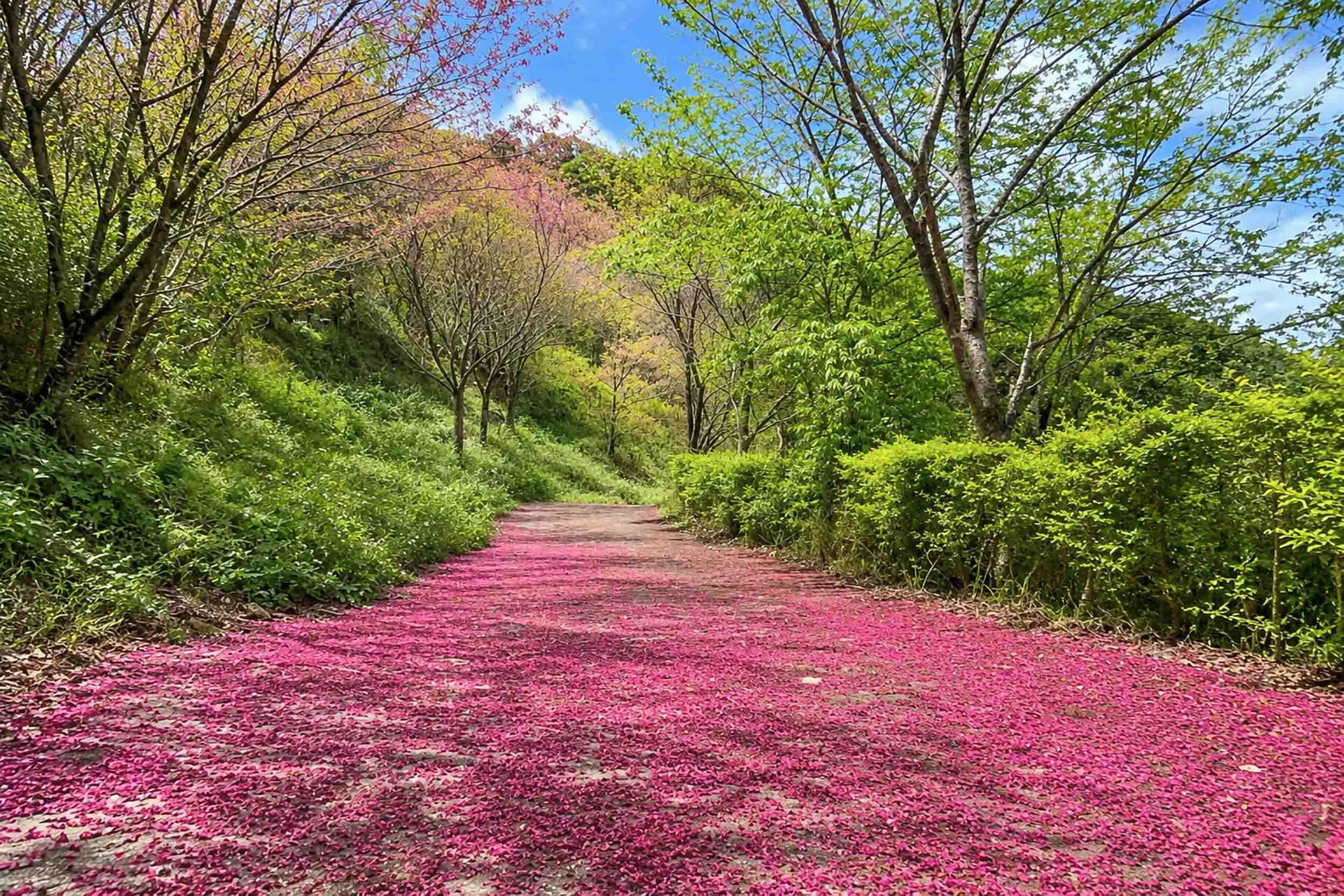 千韻茶山莊的民宿照片