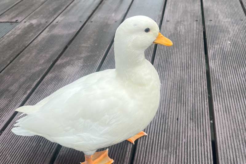 日光之丘的民宿照片