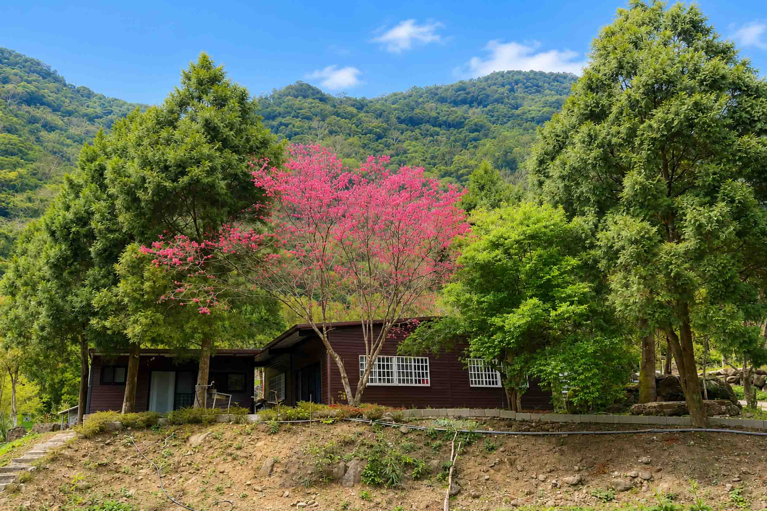 尖石聽山語民宿的民宿照片